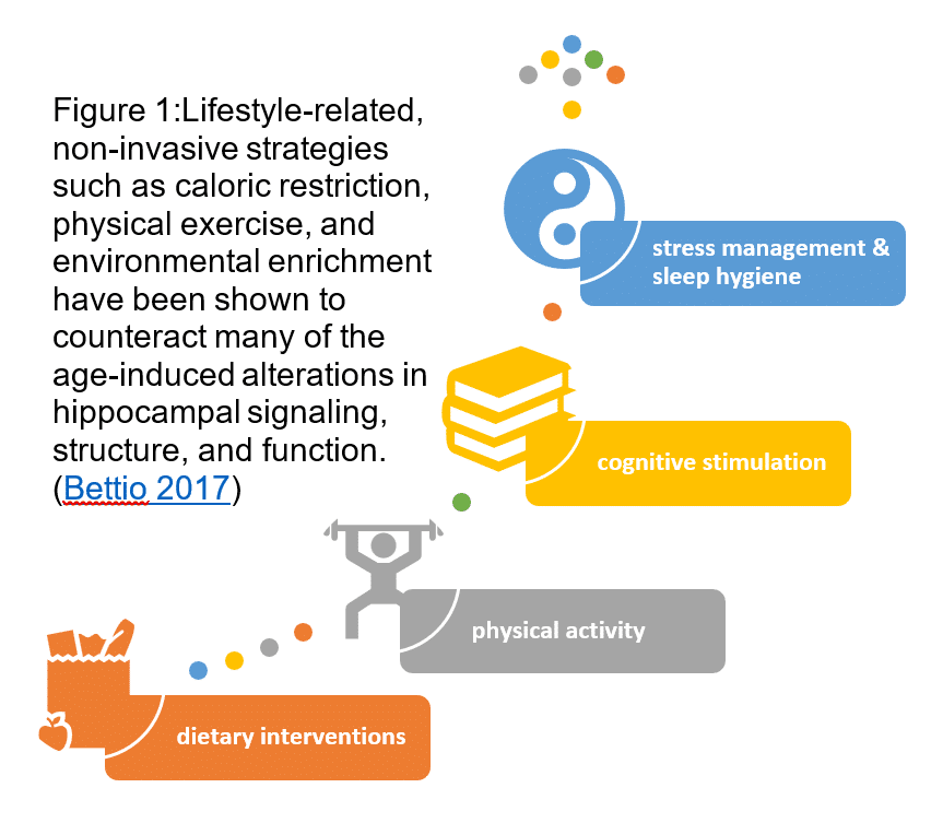 dietary interventions, physical activity, cognitive stimulation, stress management