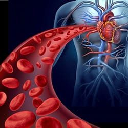 Does Nitric Oxide Increase Blood Flow To The Penis?