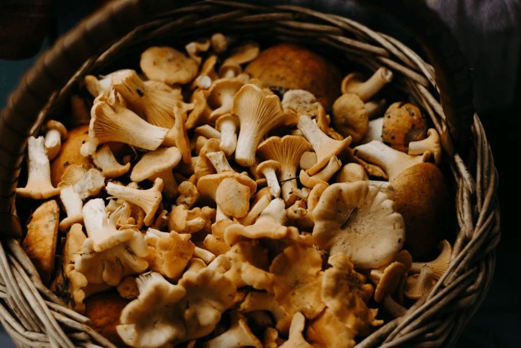 Health Benefits of Mushroom Gummies: Why You Should Try Them