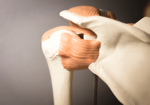 joint cartilage