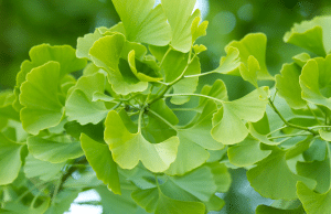 ginko biloba