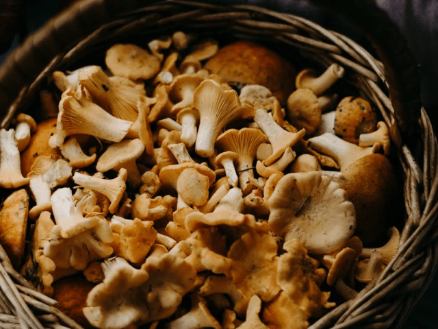 Health Benefits of Mushroom Gummies: Why You Should Try Them